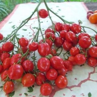 CÀ CHUA CHÙM CAU ĐỎ