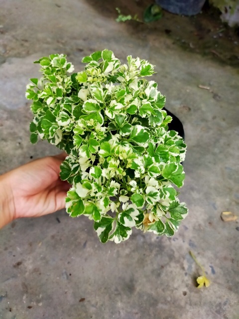 ĐINH LĂNG CẨM THẠCH