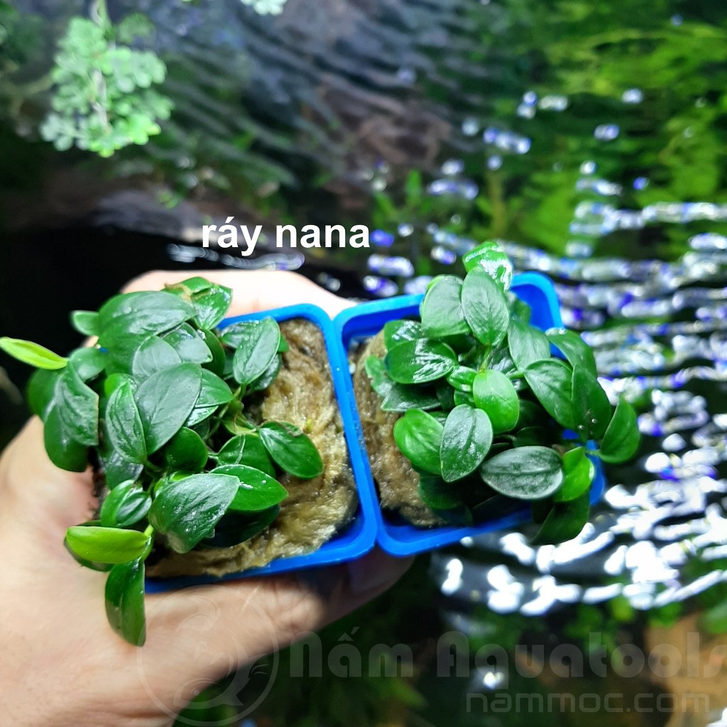 Cây Ráy Nana (Ráy lá nhỏ) - Cây ráy thuỷ sinh