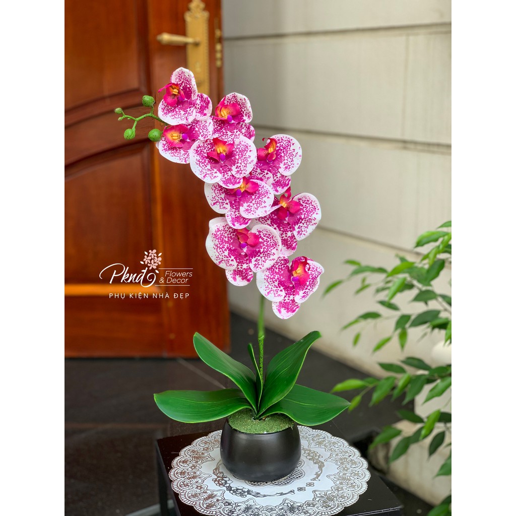 Chậu lan cao su 1 nhánh hoa cao cấp ( sản phẩm gồm cả chậu và hoa) PKND FLOWERS & DECOR BH96