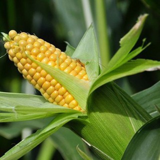 HẠT BẮP MĨ F1 VÀNG (bắp ngọt) - GÓI 10 GRAM