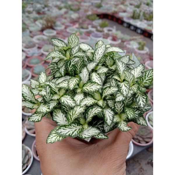 [ TRANG TRÍ ] MỘT CHIẾC CÂY CẨM NHUNG XANH ( Fittonia ) LỌC KHÔNG KHÍ, HÚT SÓNG ĐIỆN TỪ, TRANG TRÍ BÀN LÀM VIỆC