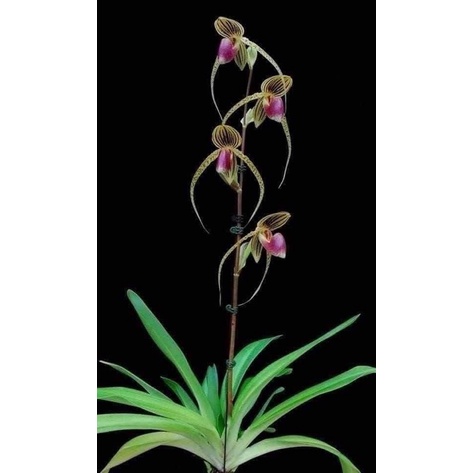 🍀HÀNG ĐẸP🍀Hoa Lan hài râu