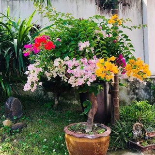 HOA GIẤY NGŨ SẮC ĐẶC BIỆT - CÂY CÓ BẦU ĐẤT NHIỀU RỄ - MẦM KHỎE