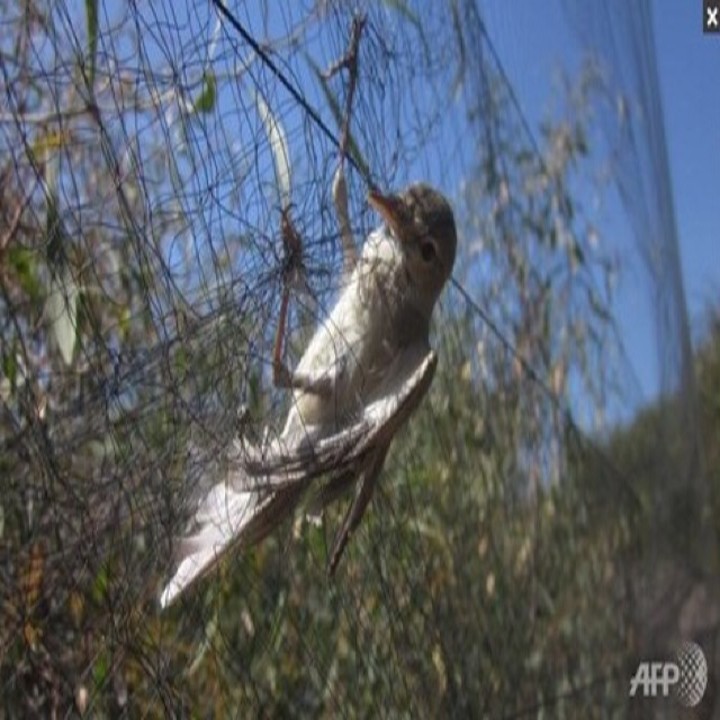 Lưới bẫy chim Thái Lan, Bẫy chim sẻ, chào mào, cu gáy, Cò,..lưới tàng  hình siêu nhậy.