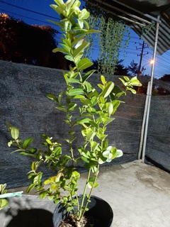 Cây siro chậu lớn