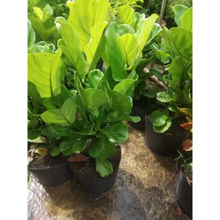 Cây bàng Singapore (loại 2 .3ngọn cao 80cm) tặng kèm phân bón