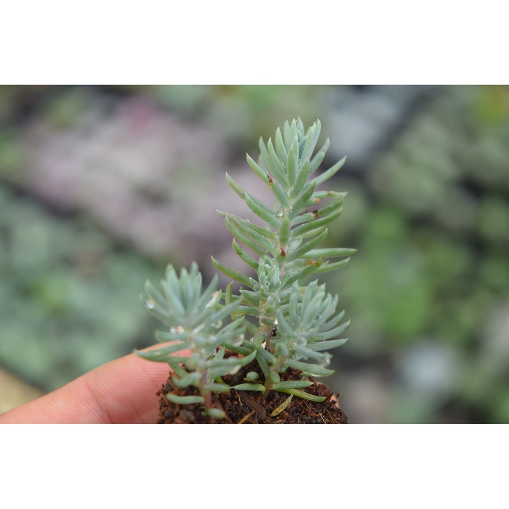 sen đá rong biển mini 2-4cm