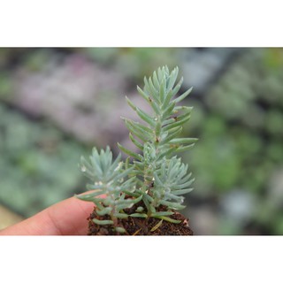 Sen đá rong biển mini 2-4cm