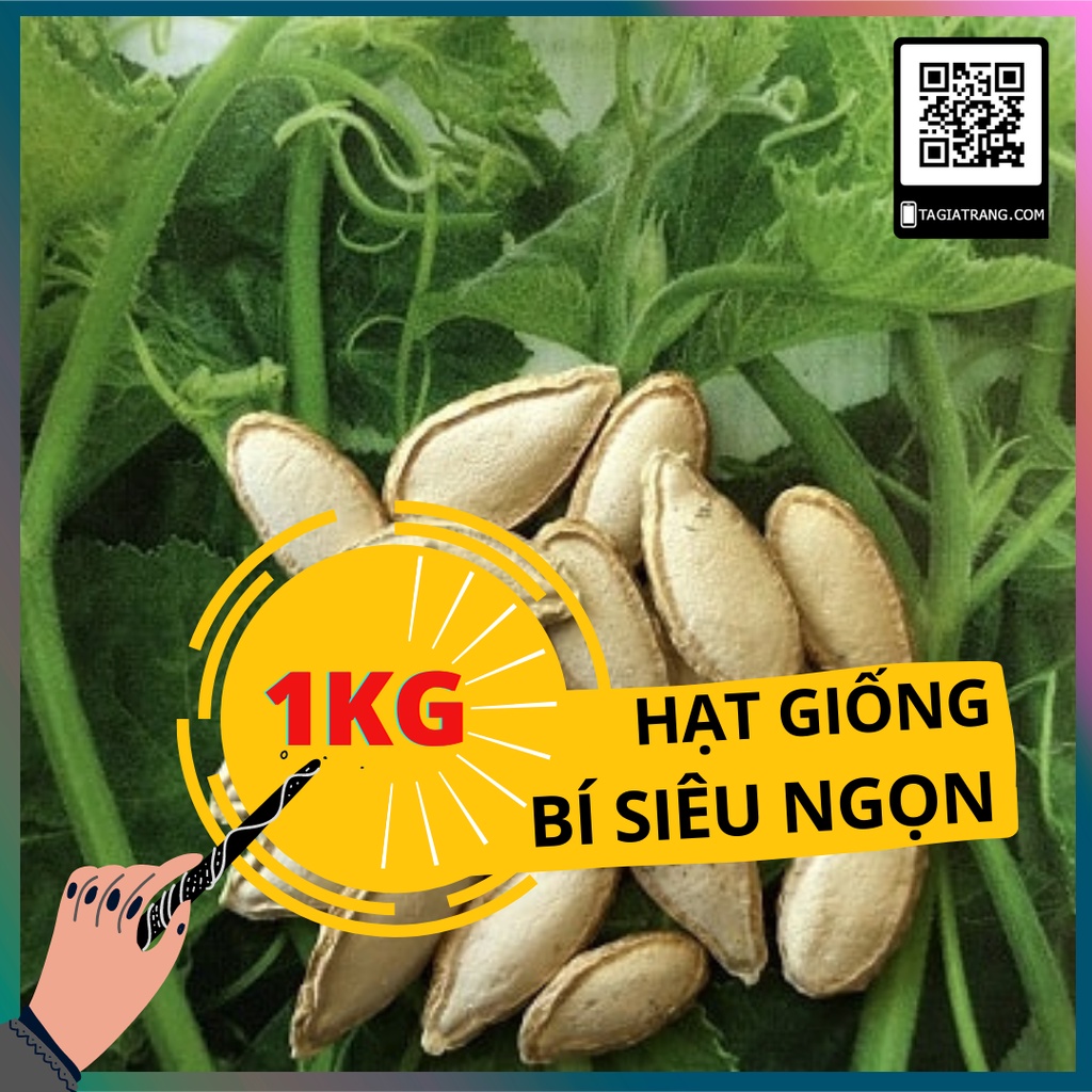 1KG Hạt giống bí siêu ngọn (bí siêu đọt)