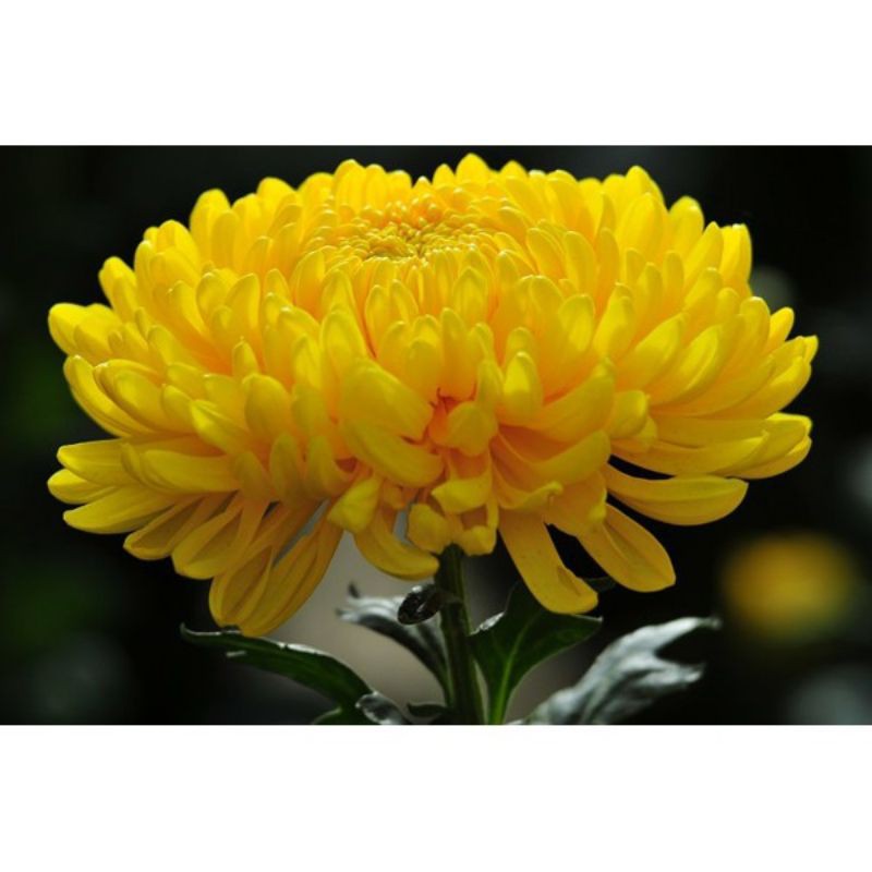 Cây cúc đại đóa