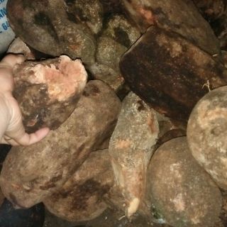 1kg tầm gửi nghiến tươi