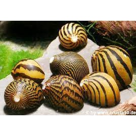 Ốc Nerita chuyên ăn rêu hại cho bể cá