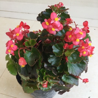 Cây hoa Hải đường siêu bông