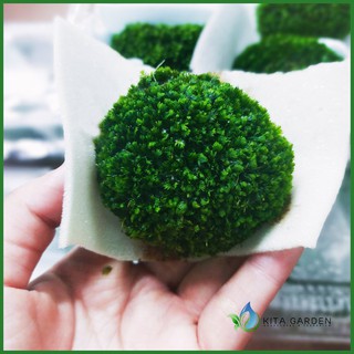 RÊU MINIFISS BÁM ĐÁ - ĐÁ FISS TRANG TRÍ CHO HỒ THỦY SINH