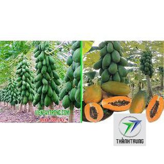 5 hạt giống đu đủ lùn quả dài siêu trái THANH TRUNG