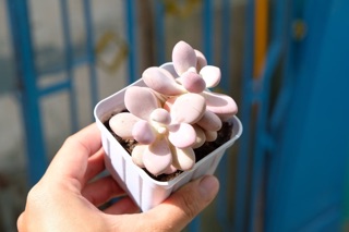 SEN ĐÁ SỎI HỒNG