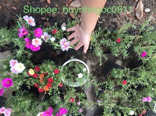 Hoa mười giờ ngũ săc mix Thái