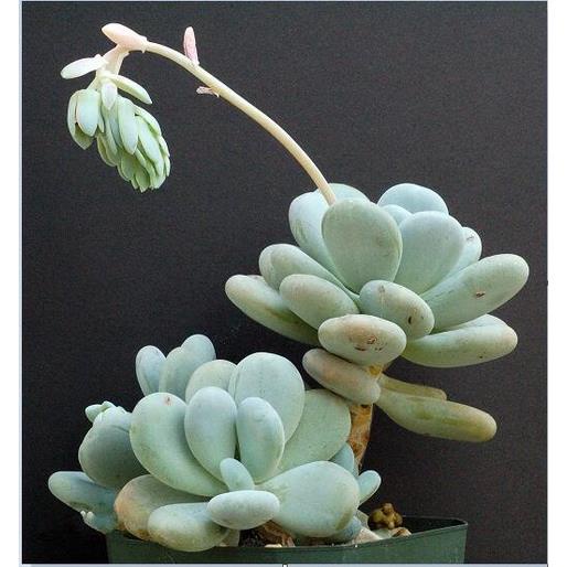 100 hạt giống hoa sen đá kim cương