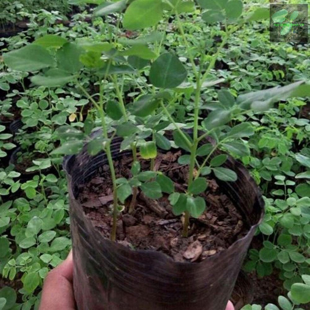 [Seeds] Hạt giống cây chùm ngây Rado, đóng gói 2g, dễ trồng, giàu dinh dưỡng