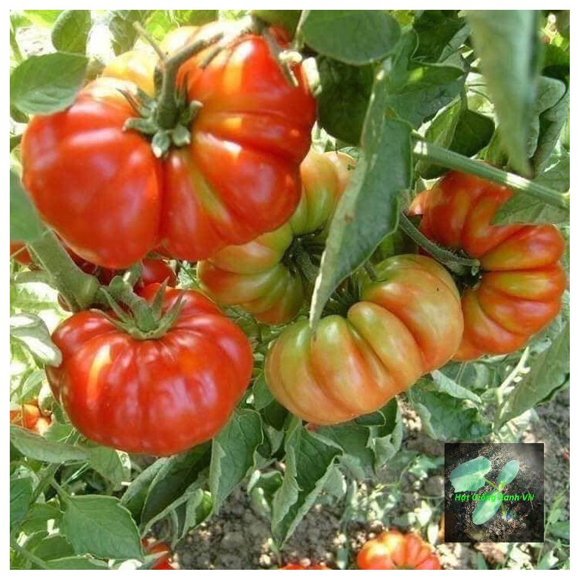 [Seeds] Hạt giống cà chua hoa thị (giống cà chua múi), đóng gói 0,1gr