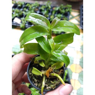 [FREESHIP TỪ 50K] Trầm lai phi điệp cốc giông