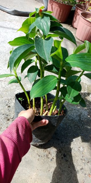 Cây phúc lộc thọ