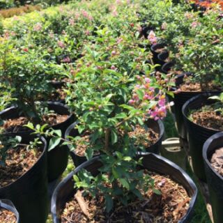 Chậu Hồng Ngọc Mai ( làm bonsai mini )