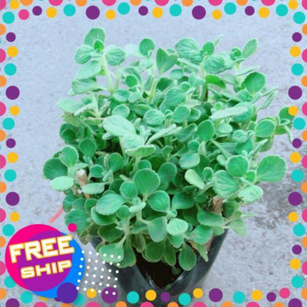 Nhất Mạc Hương  kèm chậu sứ