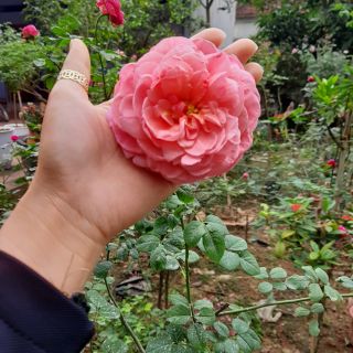 Cành chiết hồng ngoại và hồng cổ sapa