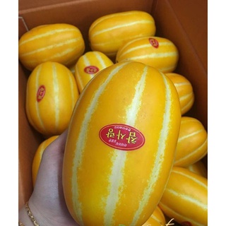 Hạt giống cây Dưa lê vàng Hàn Quốc