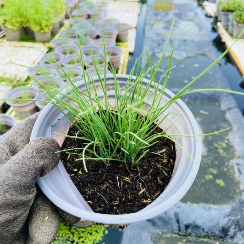 Cây Giống Hẹ Sẻ Lá Nhỏ