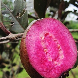 Chậu cây ổi tím malaysia ( Cao 50 - 80cm )