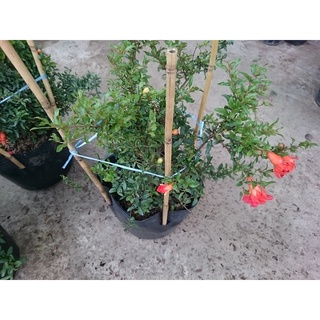 Cây lựu kiểng - cây cảnh để bàn