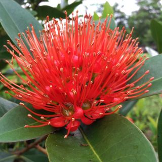 Cây hoa mai thái - màu vàng +Tặng 02 cây nhót ngọt