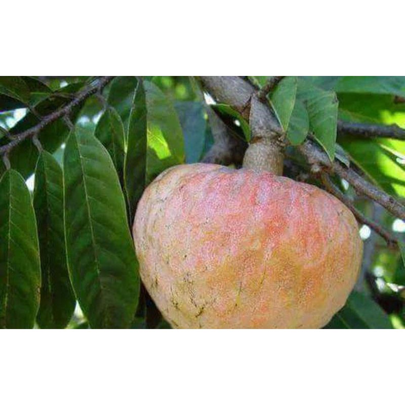 Cây Na LÊ Giống F1 chuẩn giống