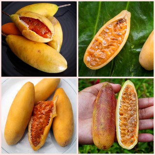 Hạt Giống Chanh Dây Leo Chuối Banana Nam Mỹ ruột vàng trái dài
