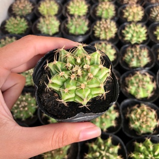 Gymno gieo hạt