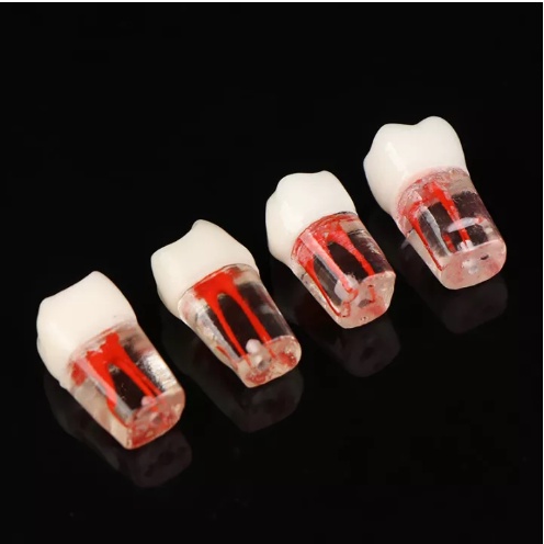 Răng Bằng Nhựa Mô Hình Tiền Lâm Sàng Thực Hành Nội Nha, Thực hàng mài cùi phục hình răng