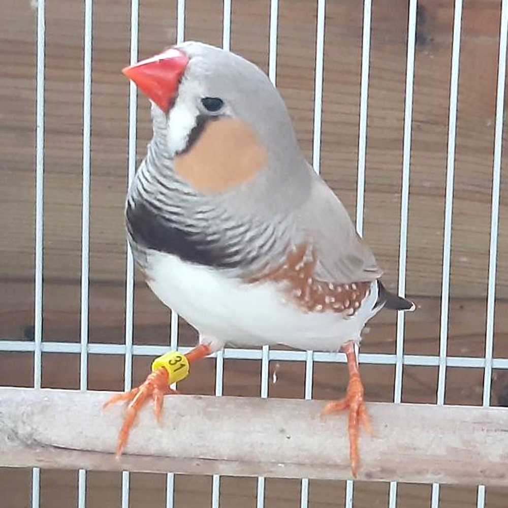 Set 10 vòng nhựa kẹp chân chim bồ câu 2.7mm 3mm 4mm 4.5mm 5mm