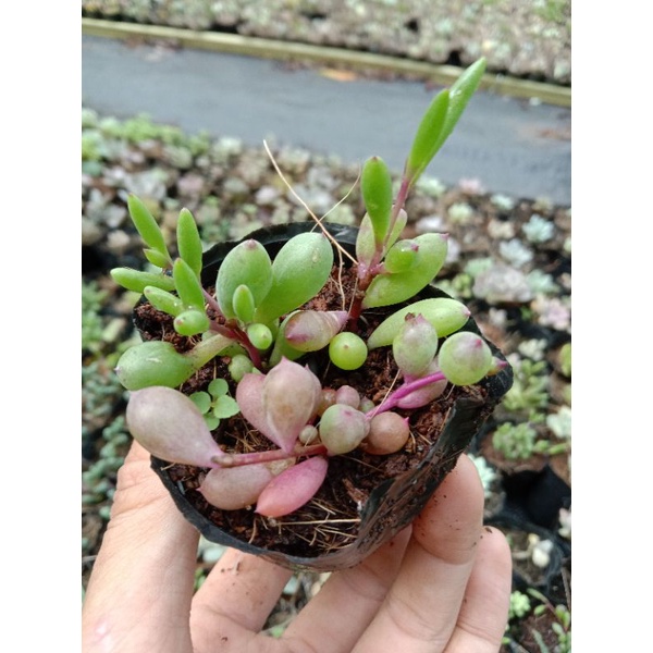 [ LIMITED ] MỘT CHIẾC SEN SEDUM PURPLE BUBBLE ( BONG BÓNG TÍM MỘNG MER 🤷 ) size mini 8x8 cm