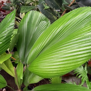 Cây Kè Nhật