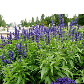 Hạt Giống Hoa Xác Pháo xanh - 50 Hạt