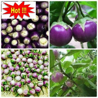 Hạt Giống Cà Pháo Tím 50 HẠT