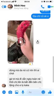 🐔Om bóp dày da cho chiến kê