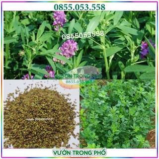 Hạt giống cỏ đậu chăn nuôi Alfalfa linh lăng siêu dinh dưỡng - gói 200g