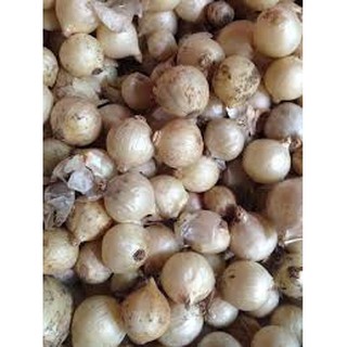 HÀNH TĂM ,CỦ NÉN THANH HÓA BỊCH 1KG