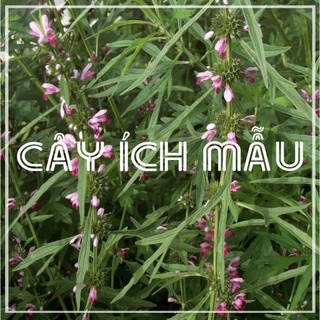 Cao ích mẫu lọ 200g