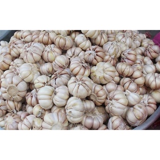 1KG củ tỏi nhiều nhánh lớn