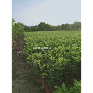 Ổi lê Đài Loan